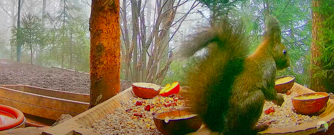 livebirdspoland_dd73b337e5ca66b0b19dc1a2dc855d9b.png