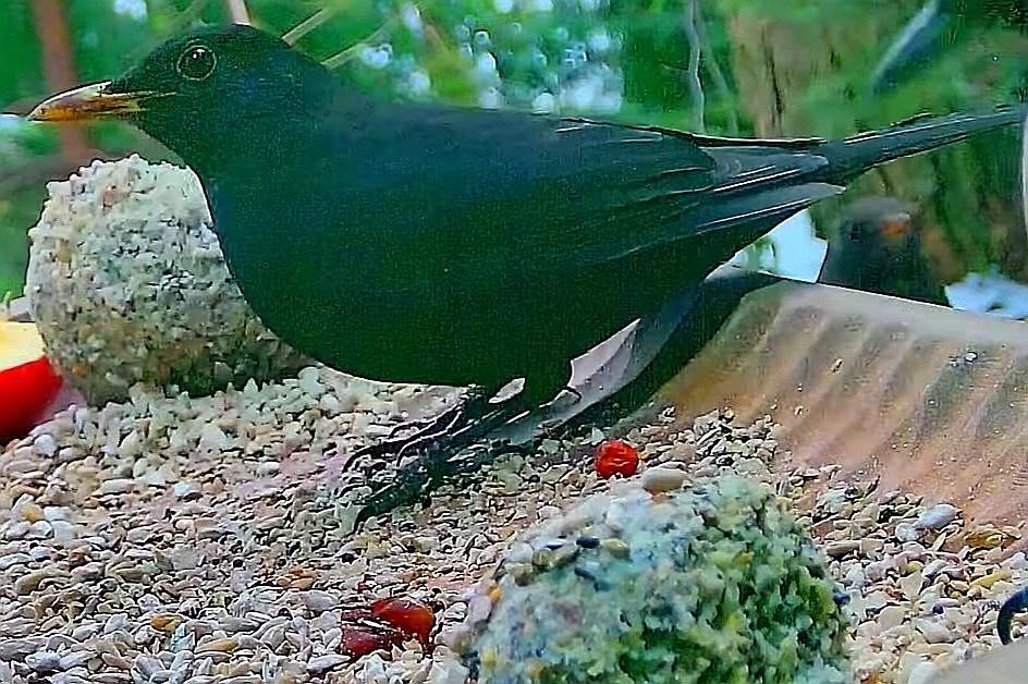 livebirdspoland_195e4eca1615d8e0263f77259645fdb0.jpg