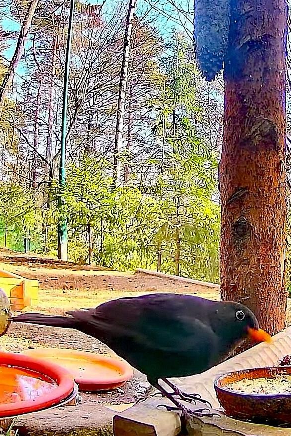livebirdspoland_22930f93bb0c5913c00b87724f7bd573.jpg
