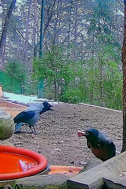 livebirdspoland_45151a0fa7b93eea853ff28227129e24.jpg