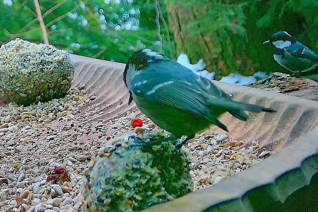 livebirdspoland_f5ed190b1d7654291640d3c6e29e0f4a.jpg