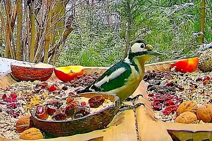 livebirdspoland_202cf633177967a6961ae6cdd418bfae.jpg