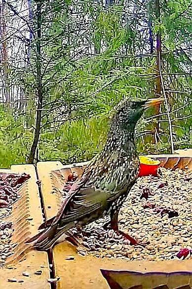 livebirdspoland_d34104eec5742f9430bdf918751654ef.jpg