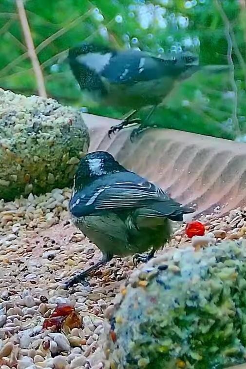 livebirdspoland_2c2bb667e5569b72ff8d1850d582eca7.jpg