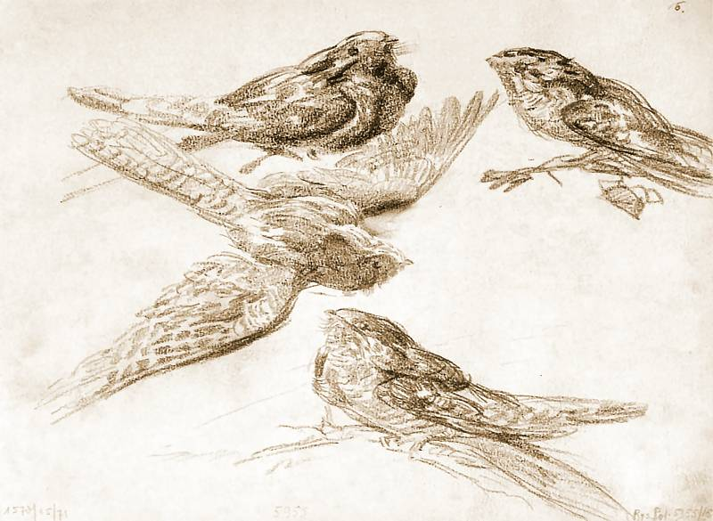 livebirdspoland_367d7ff04e978a2e5795b5b46b0a0c64.png