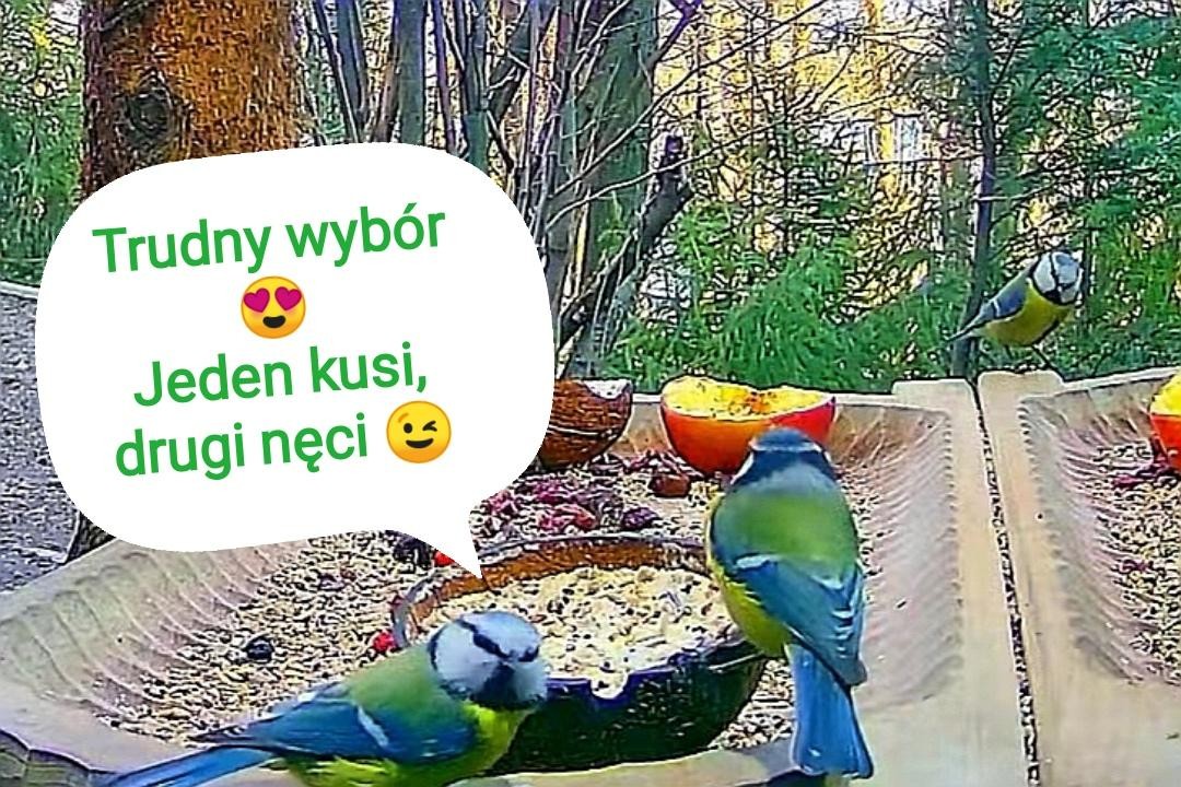 livebirdspoland_0c8c051f5f594c17ceaa6dafa53edcd1.jpg
