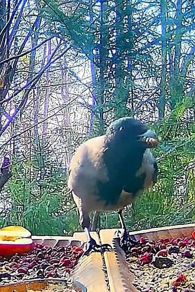 livebirdspoland_dc40e492dce341c4e1e981bbd59537ec.jpg