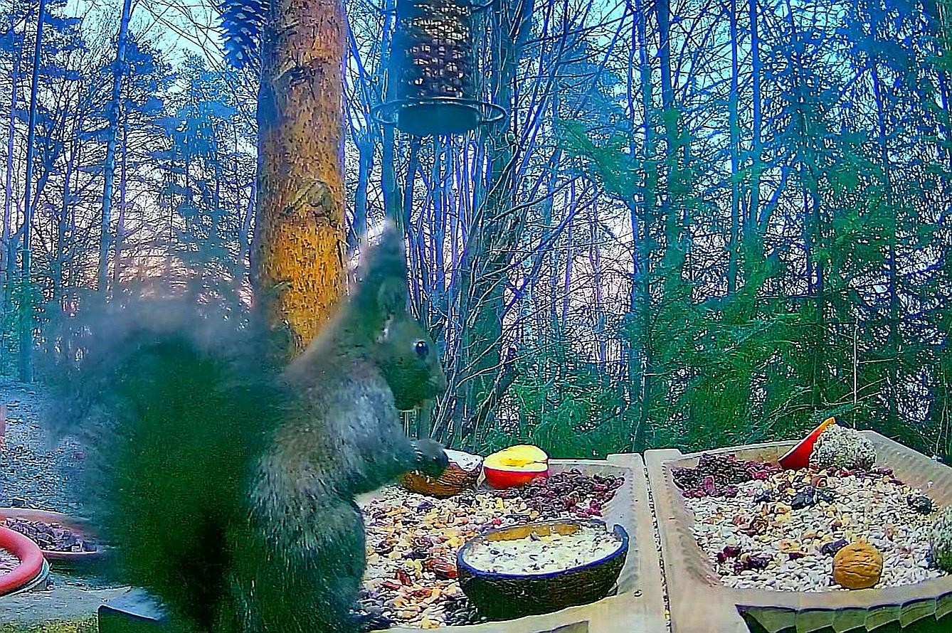 livebirdspoland_cb9080c2809fbfd43b886ee697d66521.jpg