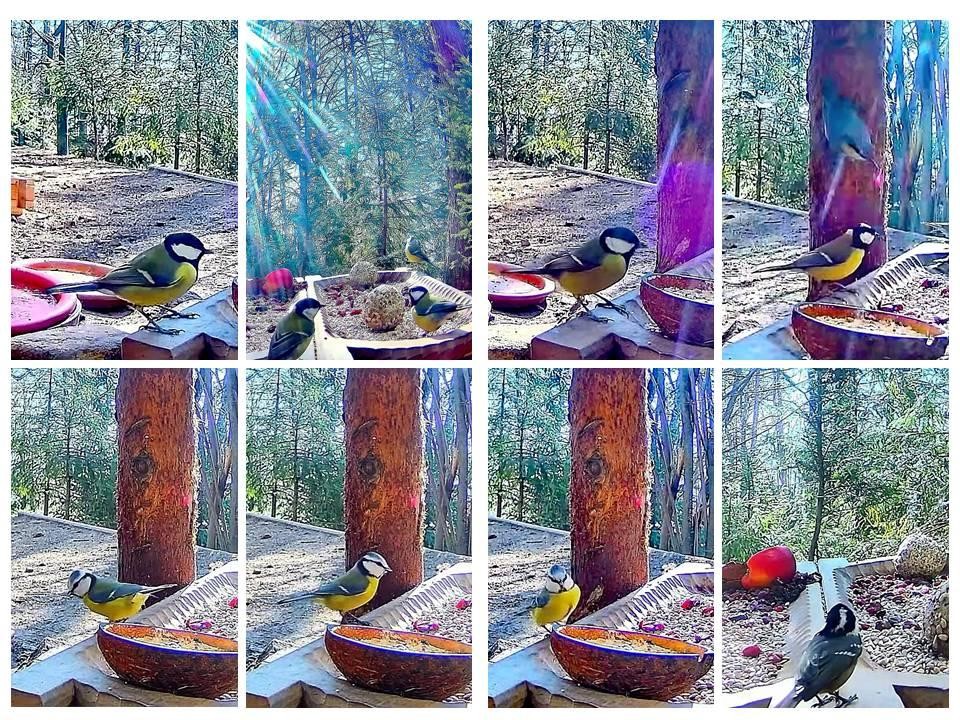 livebirdspoland_320361c9c1df997f4cde26e8c30ce825.jpg