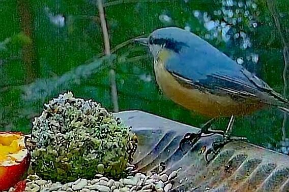 livebirdspoland_fa6e4ac0a94a5b7e17df341689dd2891.jpg