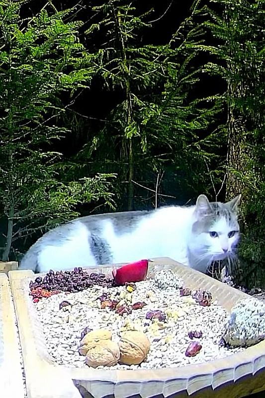 livebirdspoland_9f690540deffc83f731598ad3f6e7fb2.jpg
