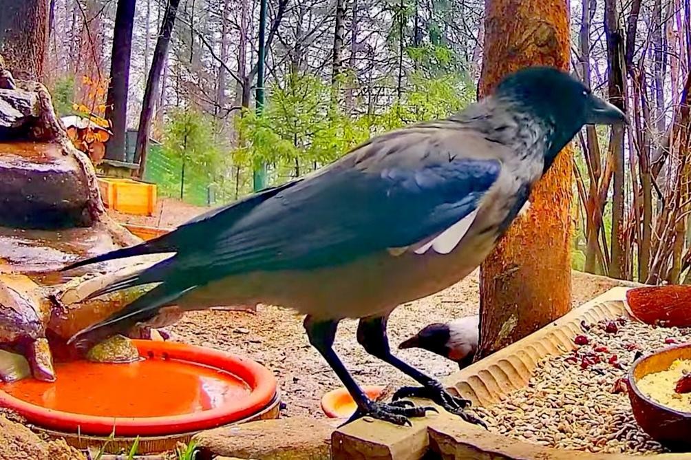 livebirdspoland_100a4e9fc65d070855cb76154be871b9.jpg