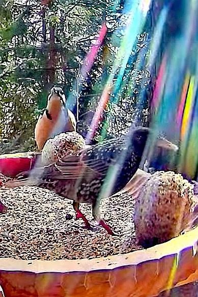 livebirdspoland_b7a54257ccaa938c5c341922b753200a.jpg