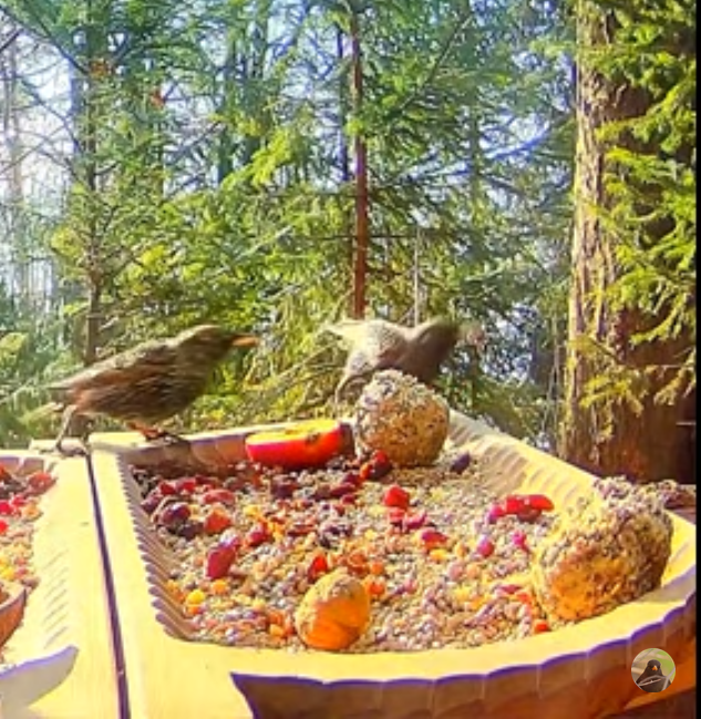 livebirdspoland_679047712371d459fbd2b18efbb67c1a.png