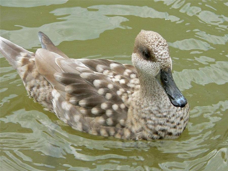 livebirdspoland_6b91f6be504f1901eca225b6781f1d87.jpg