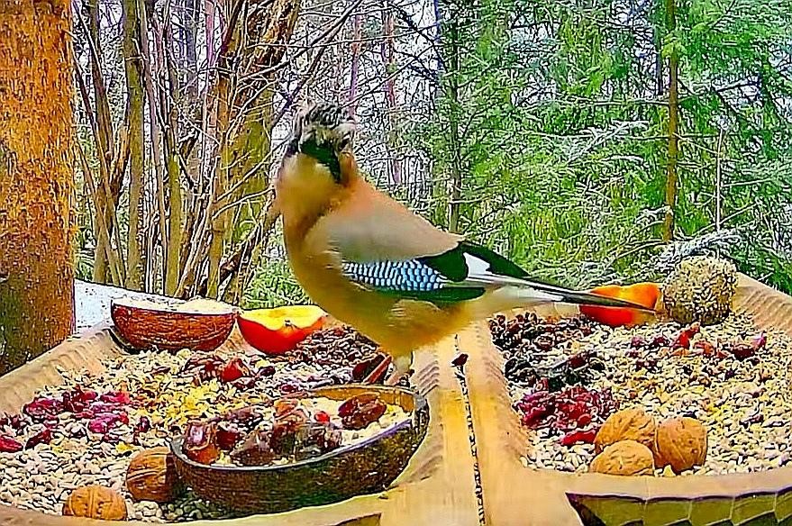 livebirdspoland_f1e1a37d602b8f6946689217bcc3e2b2.jpg