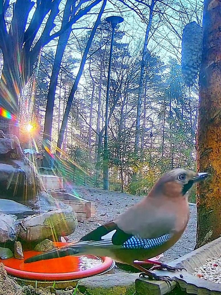 livebirdspoland_f43aeef7738a2775babdcc4144836b35.jpg