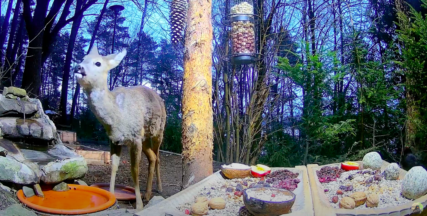 livebirdspoland_e835ec2037d77e803ecb3d71eb07282c.png