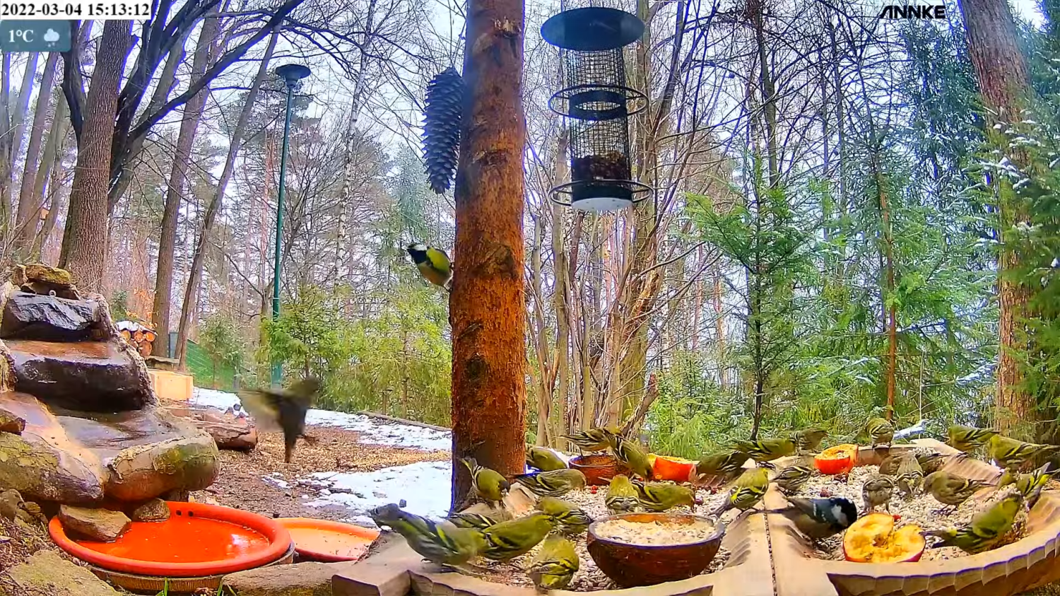 livebirdspoland_edb10403bc89acd0bd42e7a8fd71626e.png