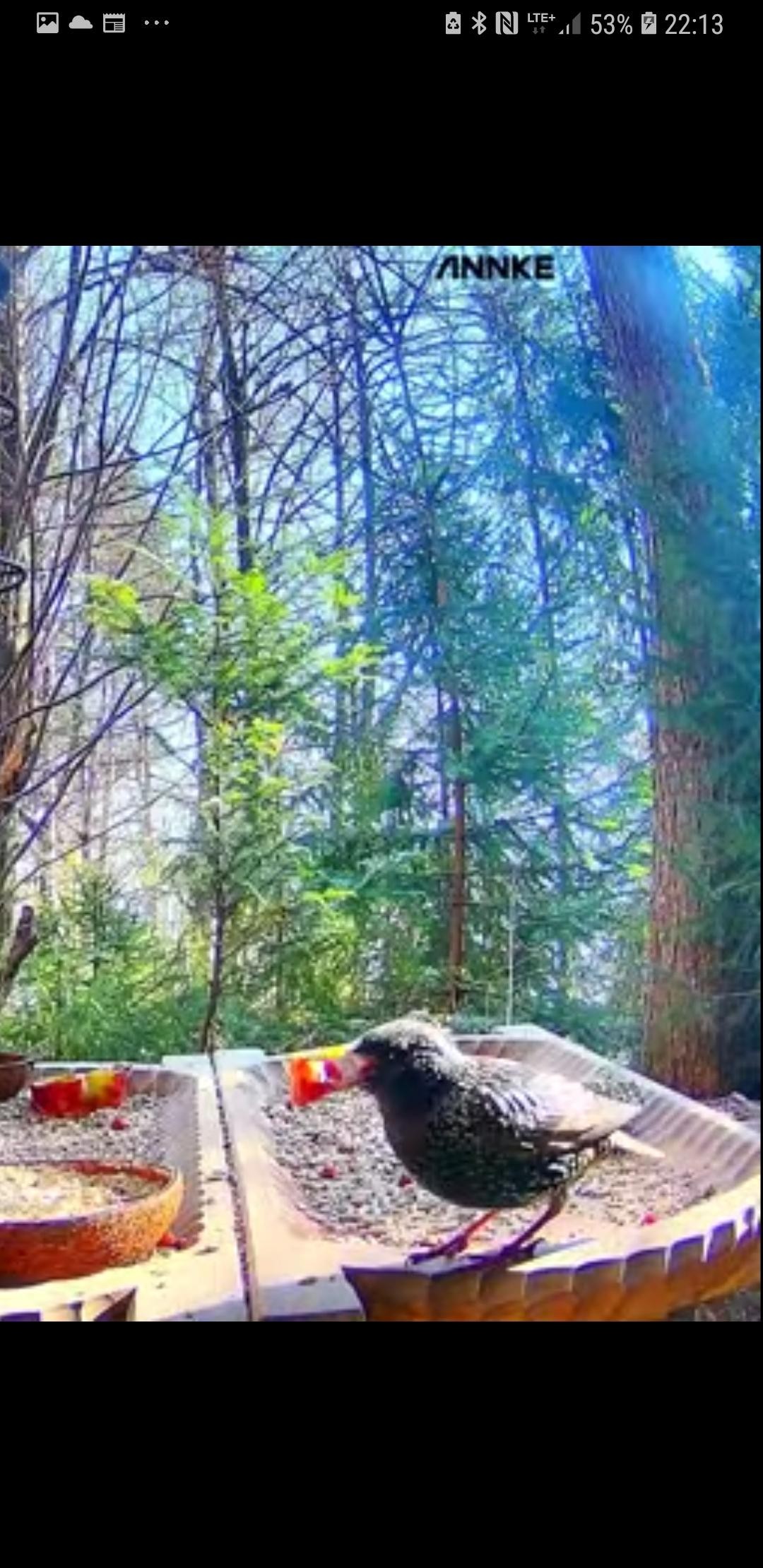 livebirdspoland_4d08ab3827987bfb03401bb36bd13529.jpg