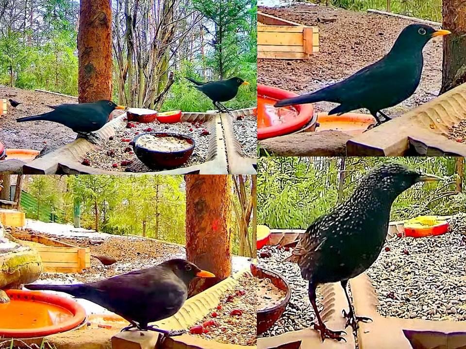 livebirdspoland_e37178317158ff4399c1d334b40e0a59.jpg