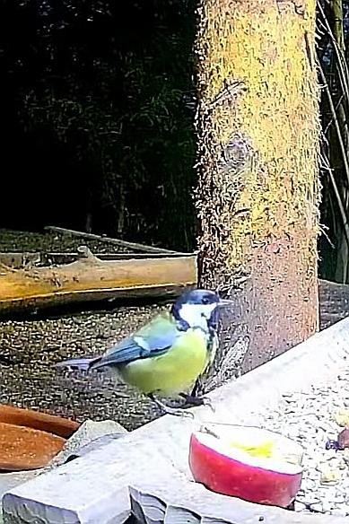 livebirdspoland_b8298b6a4edf5c8774550dc020eebefe.jpg