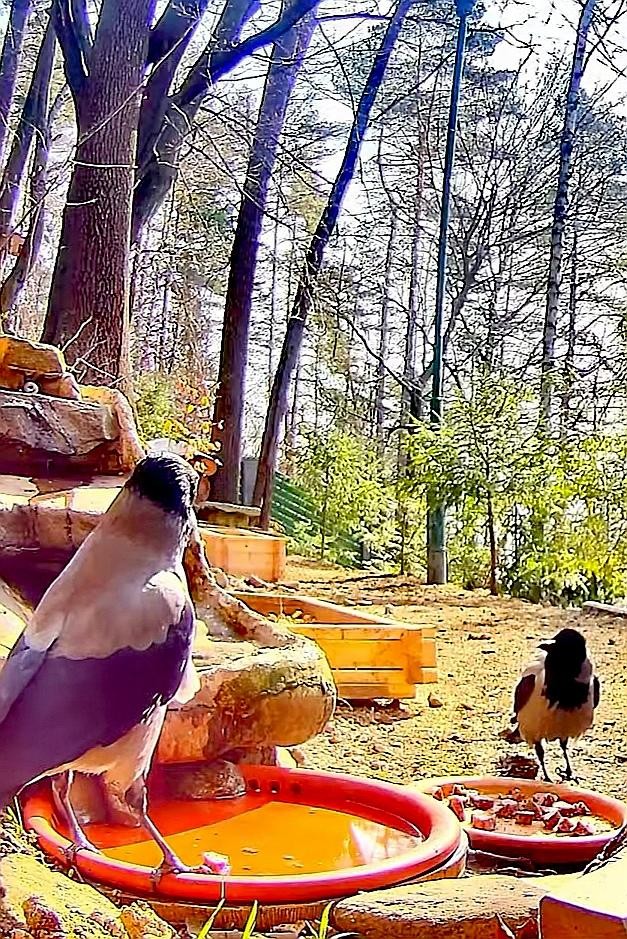 livebirdspoland_c9ff27bcb56171a2d62da6fd90a55718.jpg