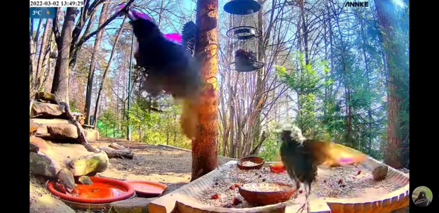 livebirdspoland_96ca8c38b84f39296d8eb8ef91cc17c3.jpg