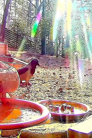 livebirdspoland_d47ddb974302dafef63425e00fe92895.jpg