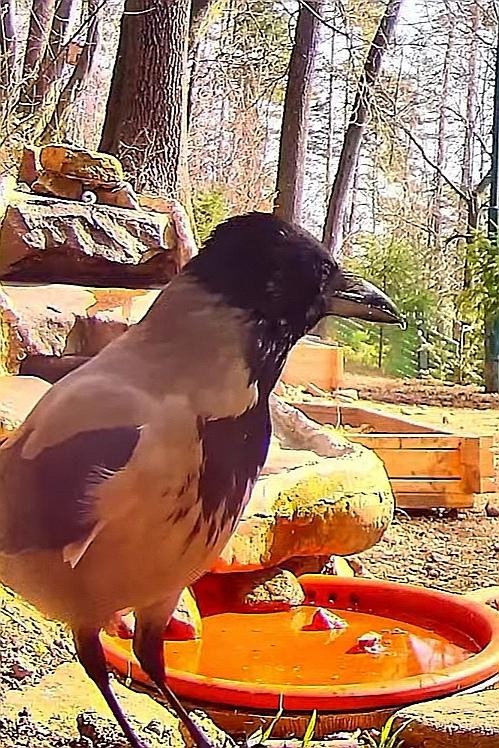 livebirdspoland_ca38e085b2a6fa4471a9a622792ec955.jpg