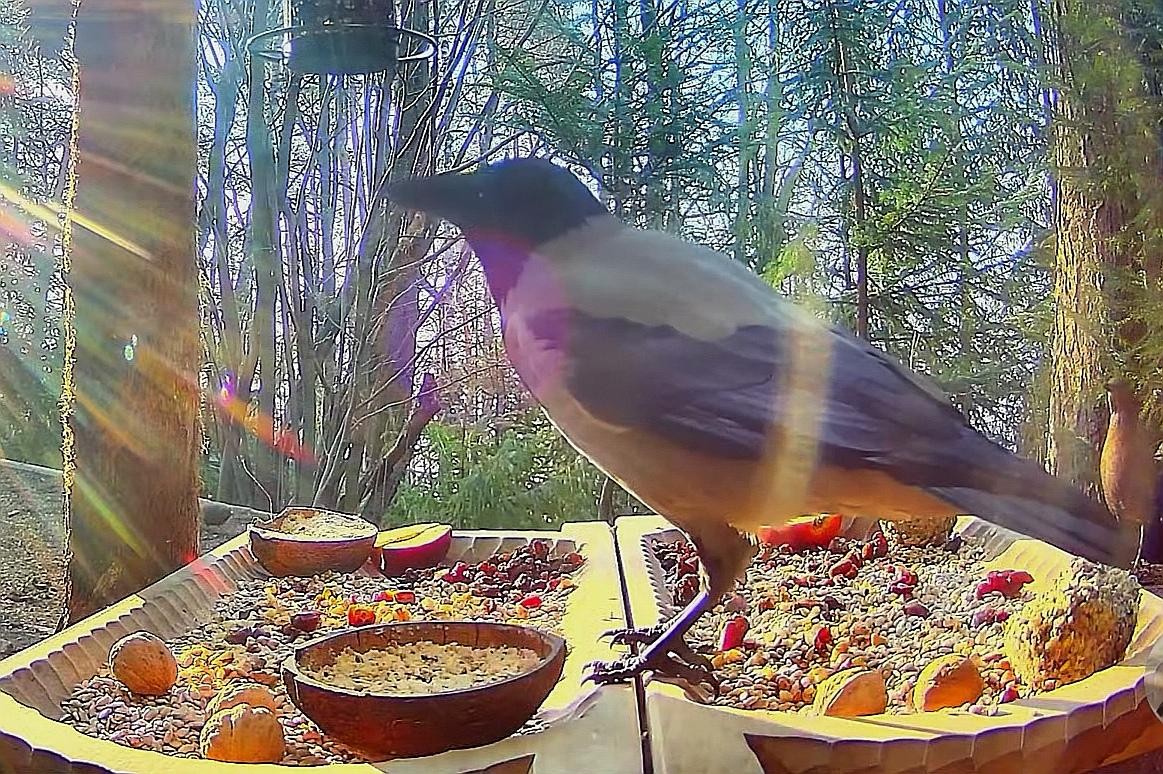 livebirdspoland_d796627bf2f1074d84d38511b14baf78.jpg