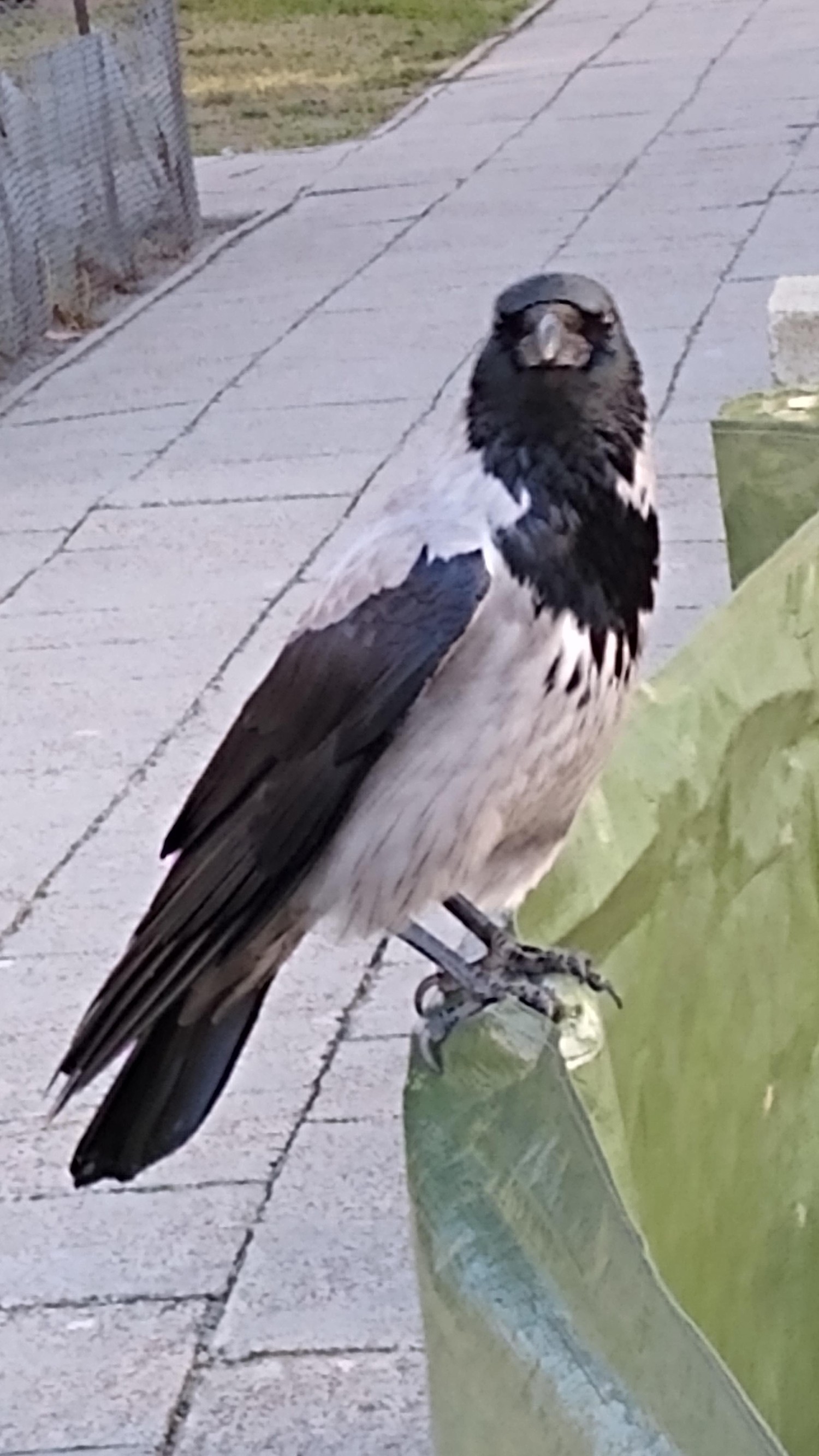 livebirdspoland_fdd379ede227d06b8223fdabb133c231.jpg