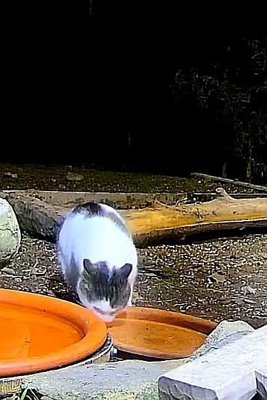 livebirdspoland_85e1a8bc41c25fe65265b81b99573a50.jpg
