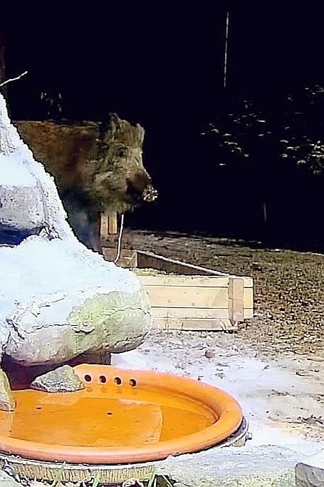 livebirdspoland_0a01922bbc8a9c7863c26425ac758b3a.jpg