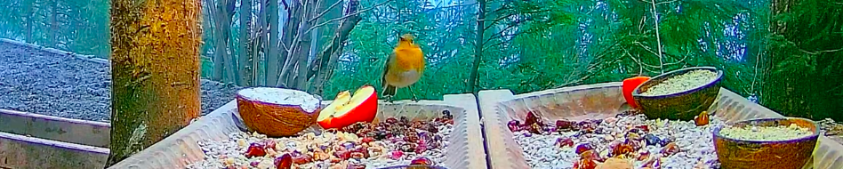livebirdspoland_0372a46e5390952c10e1148772a43b8b.png
