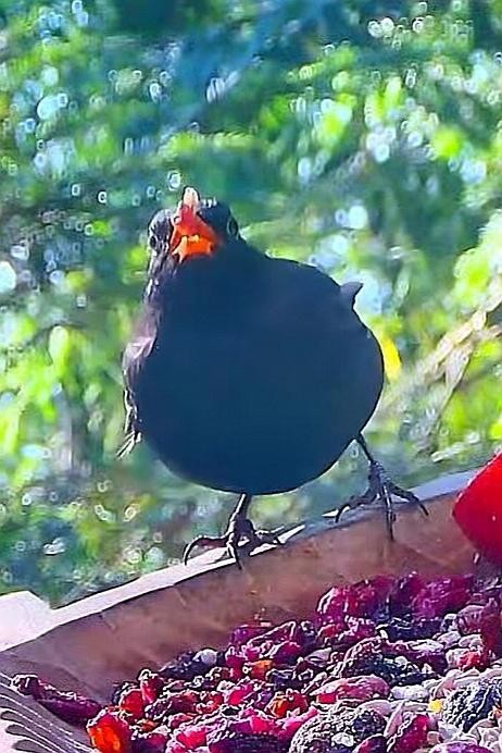 livebirdspoland_97bb43683436d00d2b60175a6249bbf0.jpg
