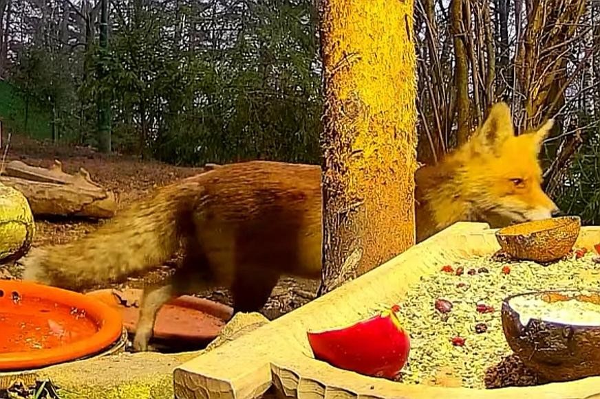 livebirdspoland_db20a10f71254f083ed2a548957da664.jpg