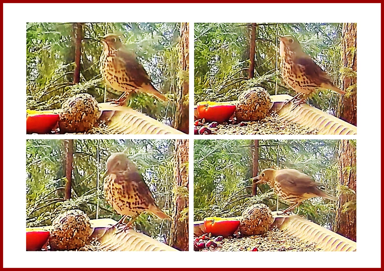 livebirdspoland_30cc8617ccb564e2122b4823c3bdecca.jpg
