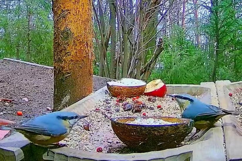 livebirdspoland_36b9ff9de7d9e9ee383f2ad5c4beb191.jpg