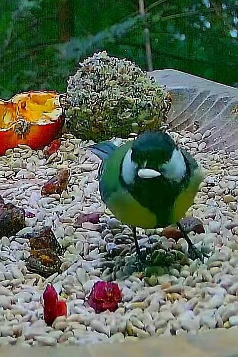 livebirdspoland_bfbadf95809cfb5cad54173e92641ea9.jpg
