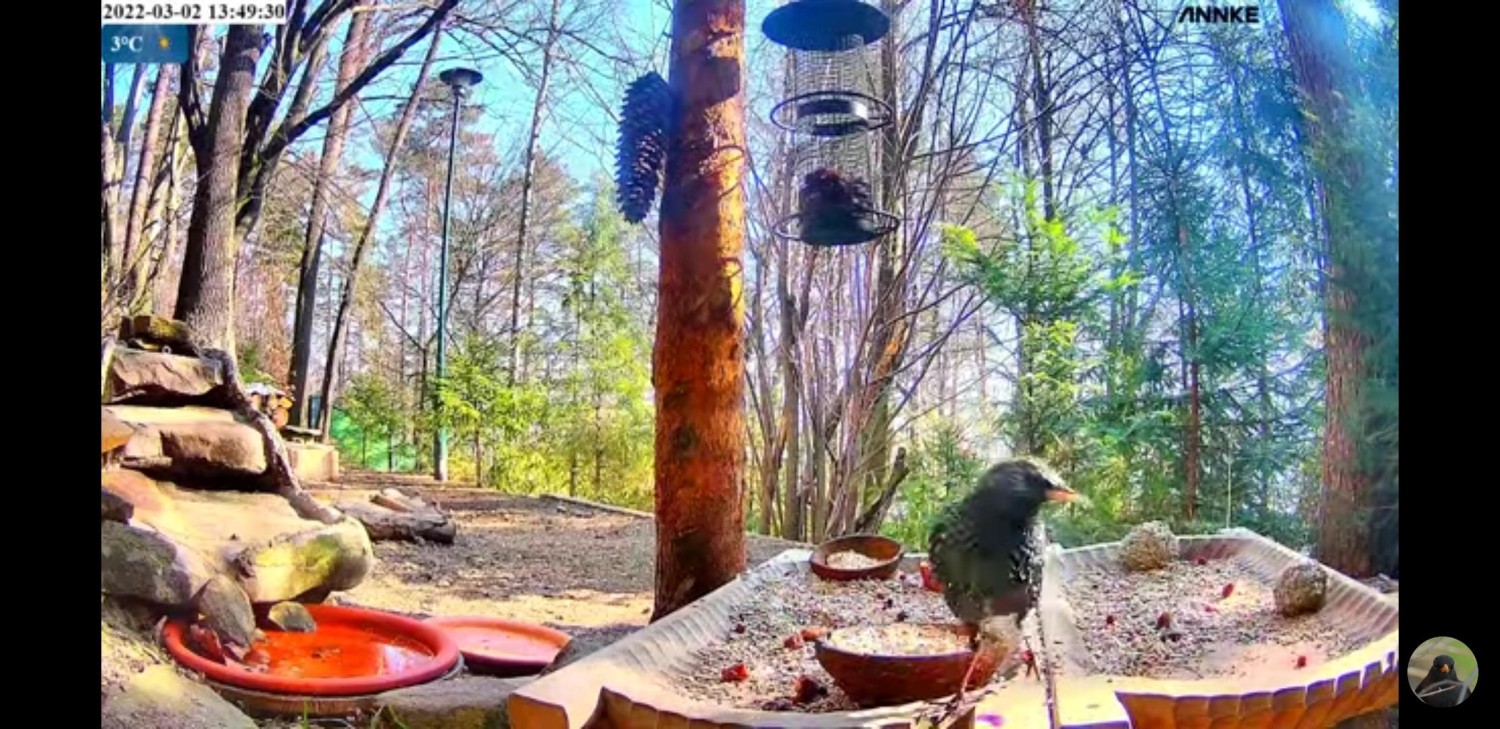 livebirdspoland_e1bb4799e5dc3bedfaf697fc1c5a2427.jpg