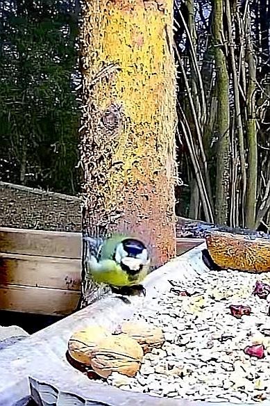 livebirdspoland_7be47a87961a0838f453e6c4e73da8d6.jpg