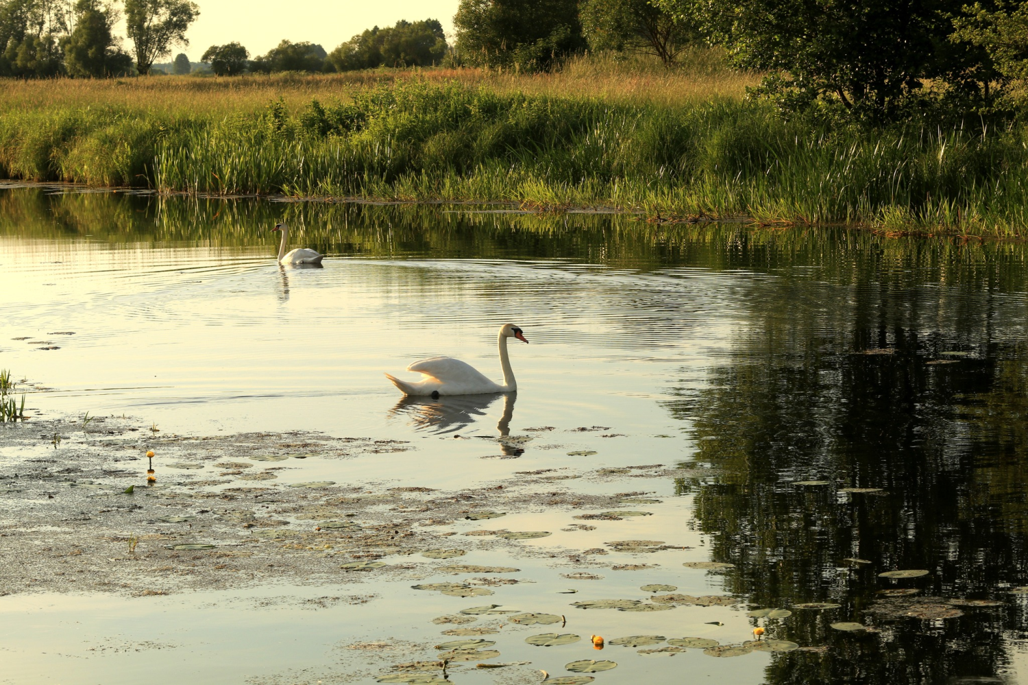 livebirdspoland_47ea328adacaf032b050c1327f3ad47a.png