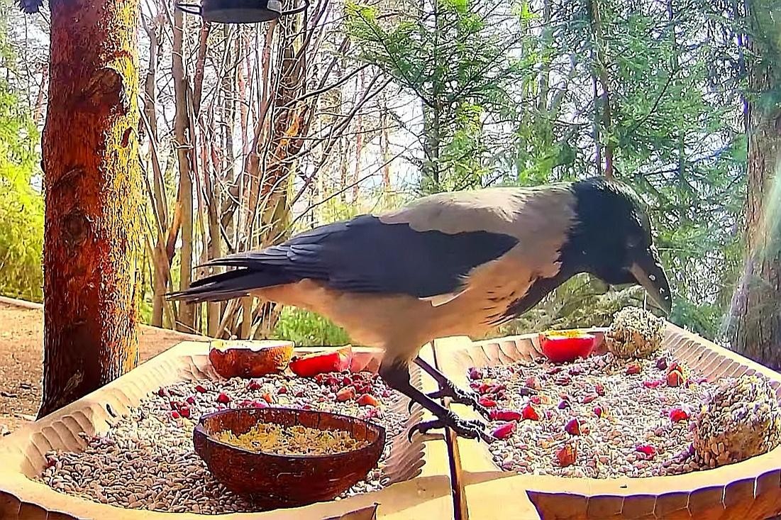 livebirdspoland_8a0c5b9c33e48308046d4972b0784171.jpg