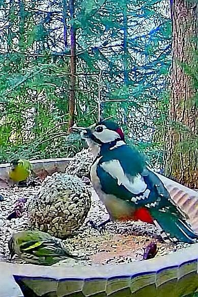 livebirdspoland_b11244ebc2a3971fe598926047f79d98.jpg