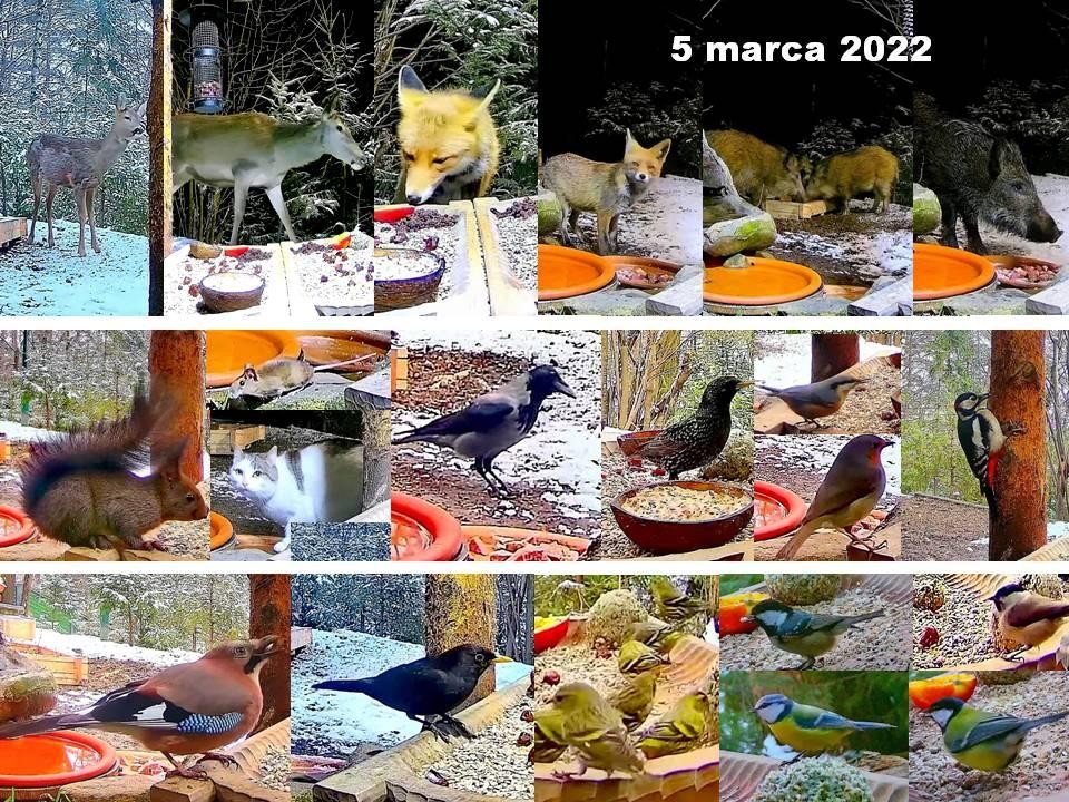 livebirdspoland_b5fc5ece3c32dd7e9e44c2cac45b2978.jpg