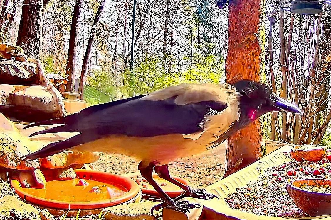 livebirdspoland_57688678c46395636a97f28d38ac7500.jpg