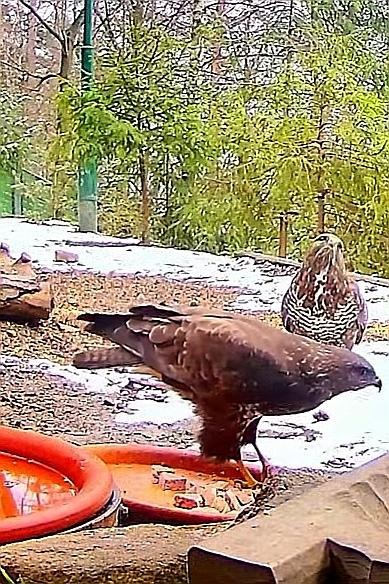 livebirdspoland_6b33d70134f65e5dd243d264fb36dcdc.jpg
