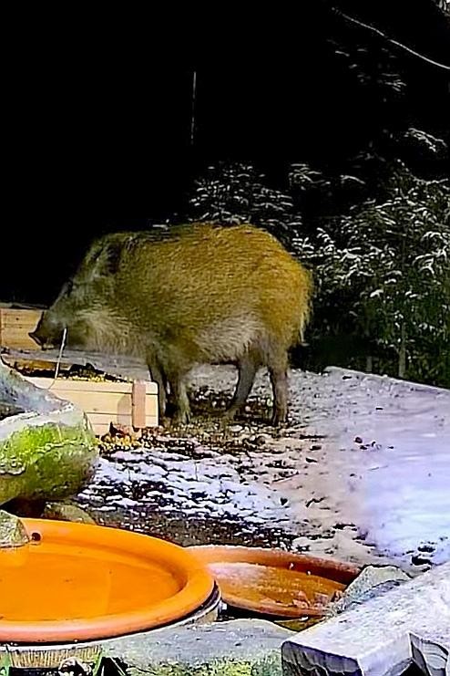 livebirdspoland_231d78c1f72b7dea0a2e225b3f6b96fa.jpg