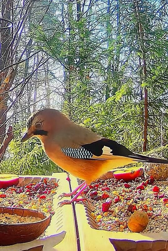 livebirdspoland_65e69d25ed73f44f955f9afacedb51a3.jpg